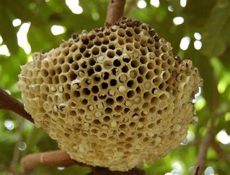 家有蜜蜂窩|家裡有蜂巢！引出室外有方法